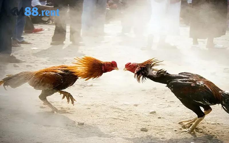 Chi tiết các nội dung về  cách đặt cược đá gà